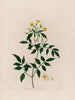 Jasminum le Jasmin - Robert John Thornton — vista de la obra
