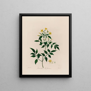 Robert John Thornton - Jasminum The Jasmine.webp