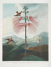 Planta sensible a grandes flores - Robert John Thornton — vista de la obra