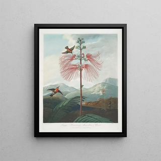 Robert John Thornton - Large Flowering Sensitive Plant.webp