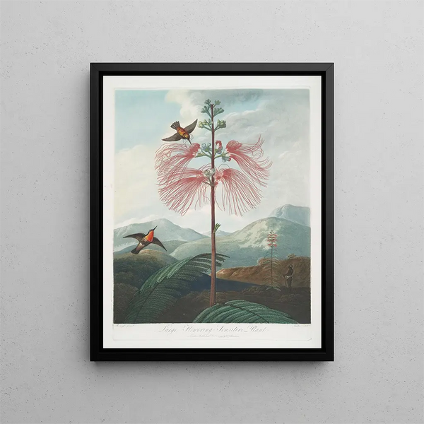 Robert John Thornton - Large Flowering Sensitive Plant.webp