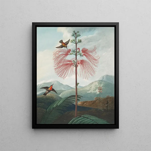 Planta sensible a grandes flores (conflicto de mayúsculas y minúsculas) - Robert John Thornton — cuadro enmarcado en la pared