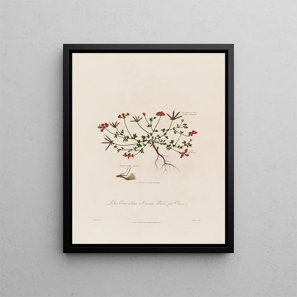Lotus corniculatus o trébol de los pájaros - Robert John Thornton — cuadro enmarcado en la pared