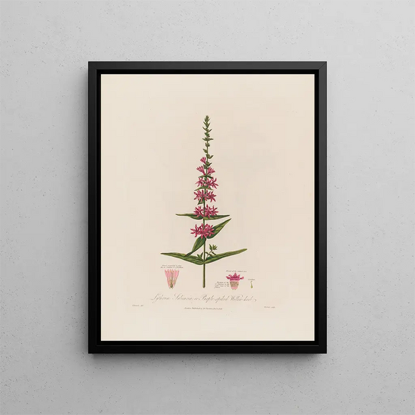 Lythrum salicaria o épilobe de flores moradas - Robert John Thornton — cuadro enmarcado en la pared