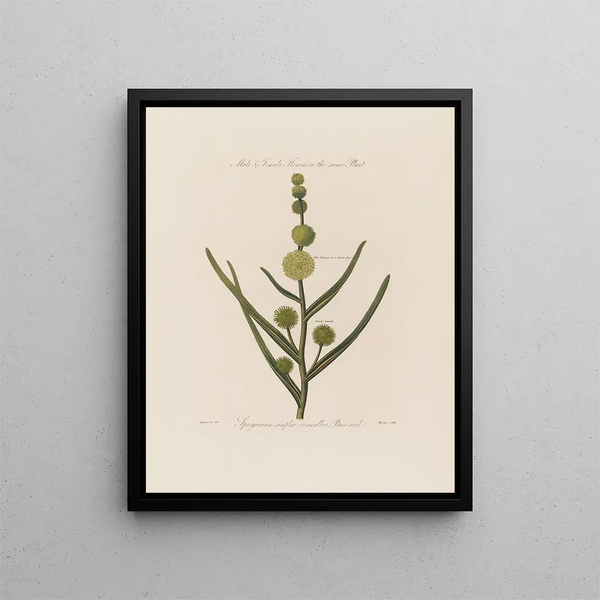 Flores masculinas y femeninas en la misma planta Sparganium simplex o pequeña juncía - Robert John Thornton — cuadro enmarcado en la pared
