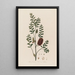 Melaleuca ericifolia or Heather-leaved Melaleuca - Robert John Thornton — framed artwork on a wall
