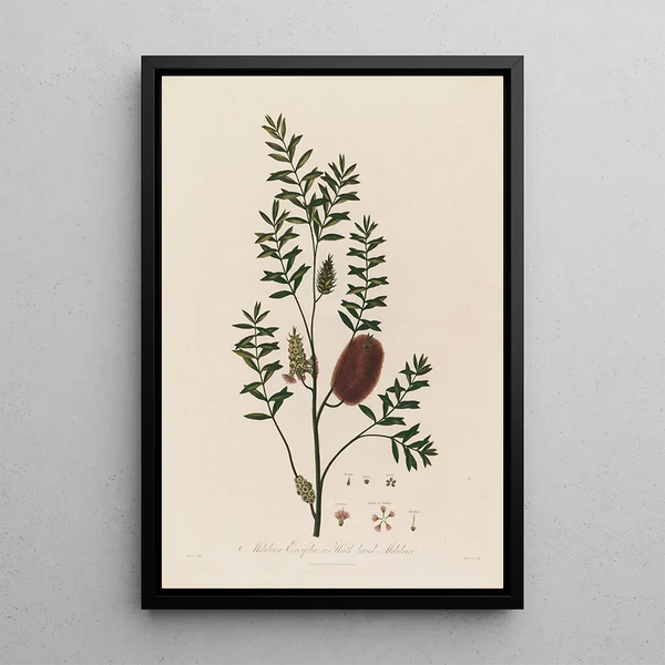Robert John Thornton - Melaleuca Ericifolia or Heathleaved Melaleuca.webp