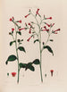 Nicotiana Tabac - Robert John Thornton — vista de la obra