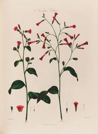 Robert John Thornton - Nicotiana Tobacco.webp