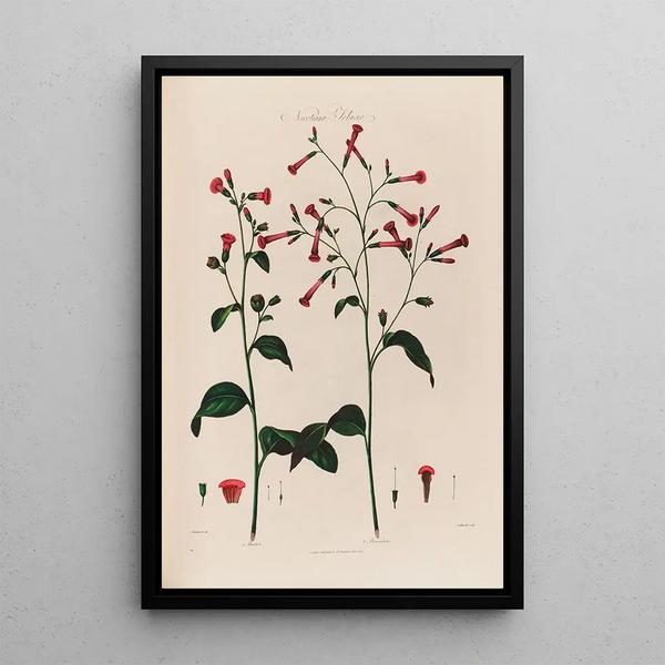 Robert John Thornton - Nicotiana Tobacco.webp