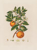 Naranja - Robert John Thornton — vista de la obra