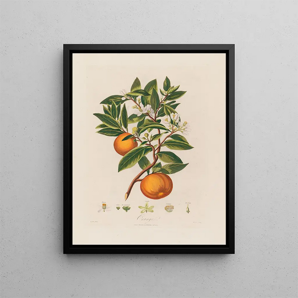 Naranja - Robert John Thornton — cuadro enmarcado en la pared