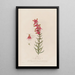Pélorie or The Wonder - Robert John Thornton — framed artwork on a wall