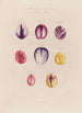 Tulip Petals - Robert John Thornton — artwork view