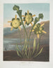 Planta carnívora - Robert John Thornton — vista de la obra