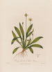 Plantago lanceolata o Plantago lanceolada - Robert John Thornton — vista de la obra