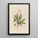 Plantago lanceolata o Plantago lanceolada - Robert John Thornton — cuadro enmarcado en la pared