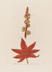 Ricinus communis o Palma Christi commun - Robert John Thornton — vista de la obra