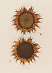 Sunflower painting ripe - Robert John Thornton — artwork view