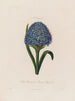 Scilla peruviana o jacinto del Perú - Robert John Thornton — vista de la obra