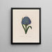 Scilla peruviana o jacinto del Perú - Robert John Thornton — cuadro enmarcado en la pared