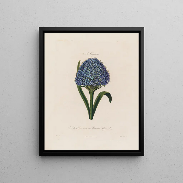 Robert John Thornton - Scilla Peruviana or Peruvian Hyacinth.webp