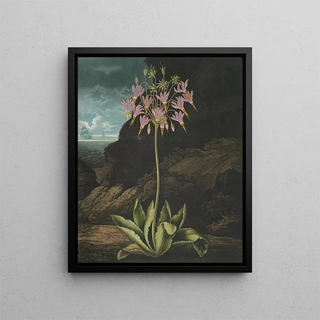 Robert John Thornton - The American cowslip (Case Conflict).webp