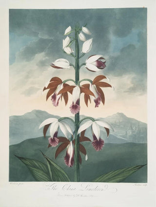 Robert John Thornton - The China Limodoron.webp
