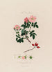 L'églantier Anatomía de la rosa - Robert John Thornton — vista de la obra