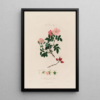 Robert John Thornton - The Dog Rose Anatomy of the Rose.webp
