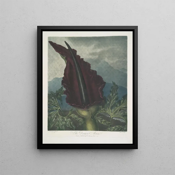 El Dragón arum - Robert John Thornton — cuadro enmarcado en la pared
