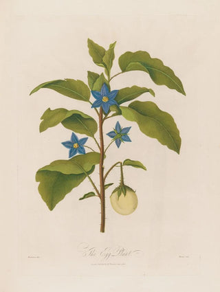Robert John Thornton - The Egg Plant.webp