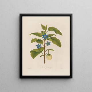 Robert John Thornton - The Egg Plant.webp