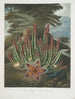 La Stapelia portador de gusanos - Robert John Thornton — vista de la obra