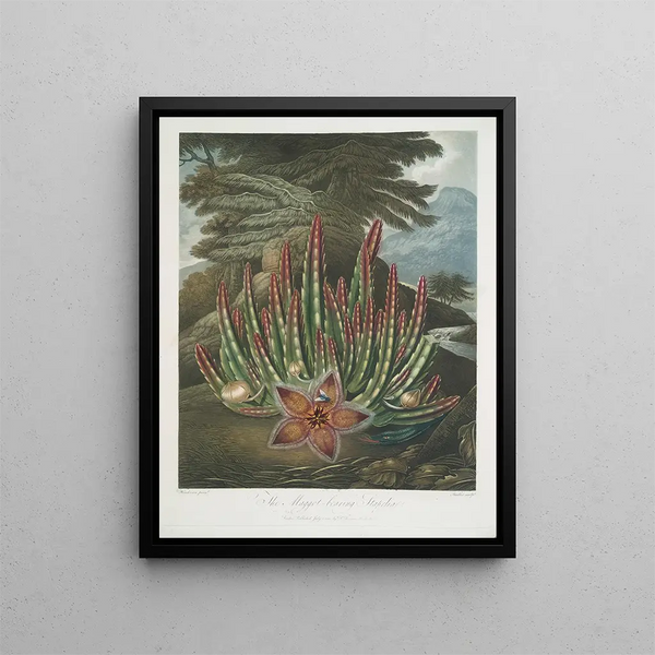 La Stapelia portador de gusanos - Robert John Thornton — cuadro enmarcado en la pared
