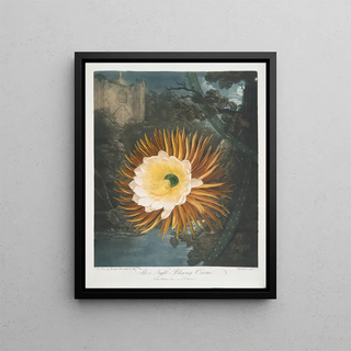 Robert John Thornton - The NightBlowing Cereus.webp