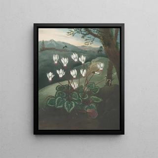 Robert John Thornton - The Persian cyclamen (Case Conflict).webp