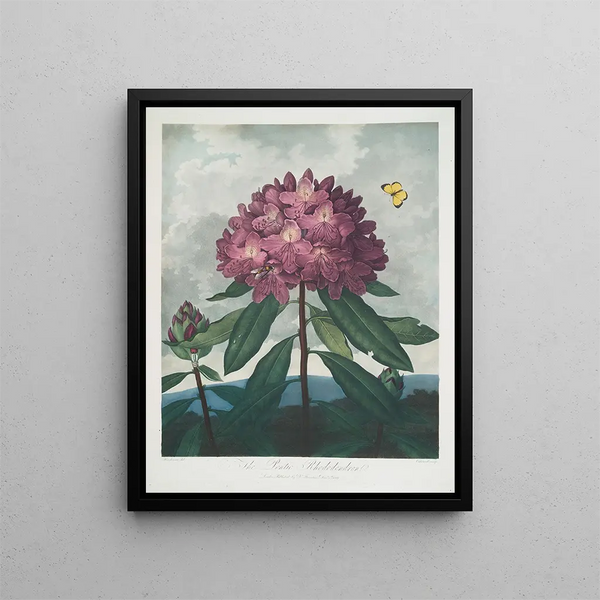 Robert John Thornton - The Pontic Rhododendron.webp