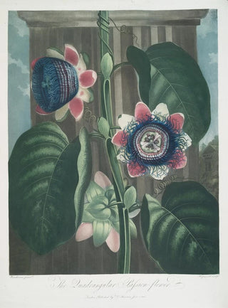 Robert John Thornton - The Quadrangular PassionFlower.webp