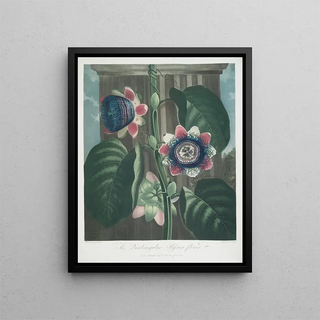 Robert John Thornton - The Quadrangular PassionFlower.webp