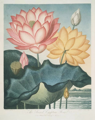 Robert John Thornton - The Sacred Egyptian Bean.webp