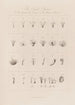 The Sexual System illustrated by Linnaeus in his botanical works - Robert John Thornton — artwork view