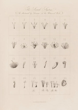 Robert John Thornton - The Sexual System As illustrated by Linnaeus in his Botanical Works.webp