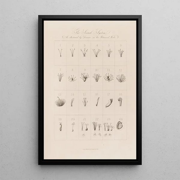 Robert John Thornton - The Sexual System As illustrated by Linnaeus in his Botanical Works.webp
