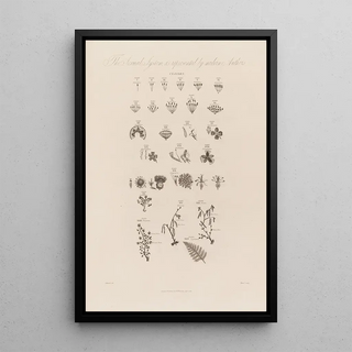 Robert John Thornton - The Sexual System as represented by modern Authors.webp