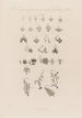 The reproductive system as depicted by modern authors - Robert John Thornton — artwork view