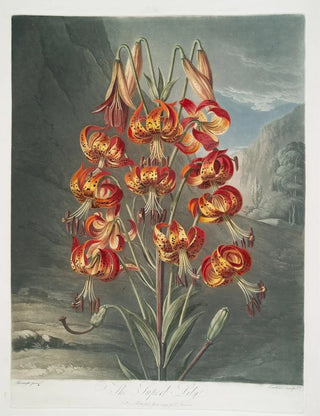 Robert John Thornton - The Superb Lily.webp