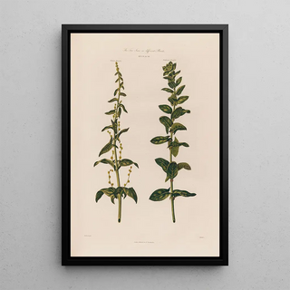 Robert John Thornton - The Two Sexes on different Plants Spinach.webp