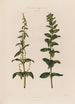 Les deux sexes sur des plantes différentes Épinard - Robert John Thornton — artwork view