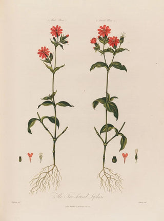 Robert John Thornton - The Twohoused Lychnis.webp